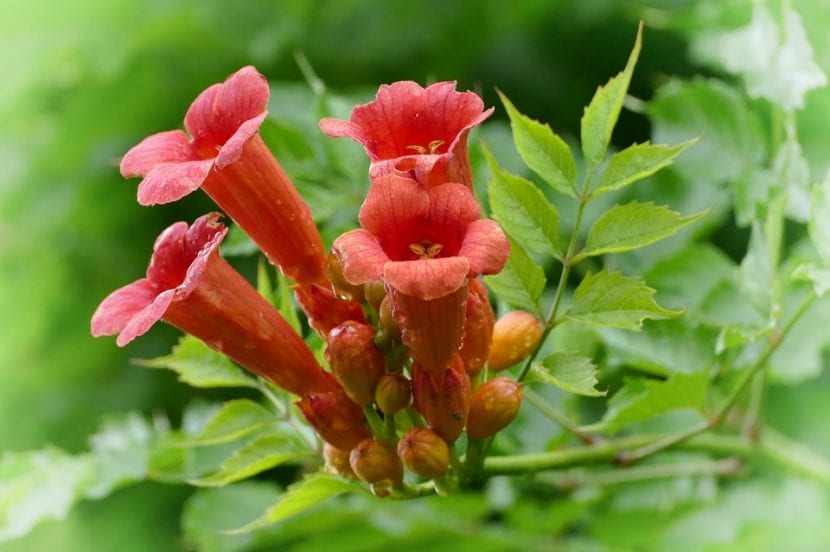 Planta trepadora en flor