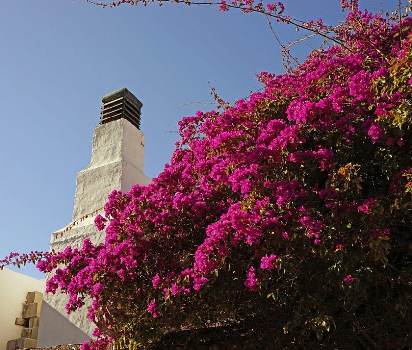 Buganvilla rosa