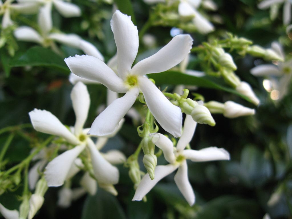 Plantas trepadoras para muros soleados: el muro como microclima