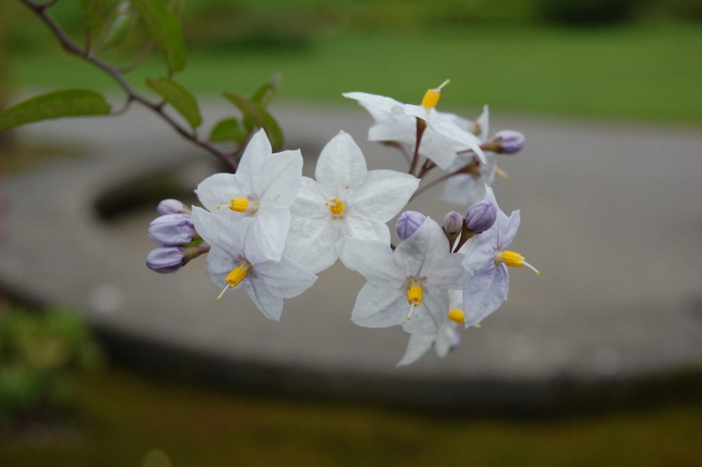 Solanum jasminoides