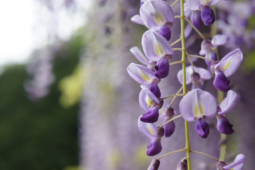 Wisteria sinensis