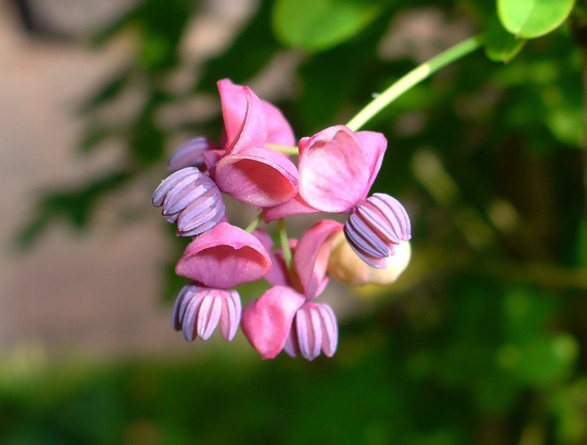 Vista de la flor masculina de Akebia