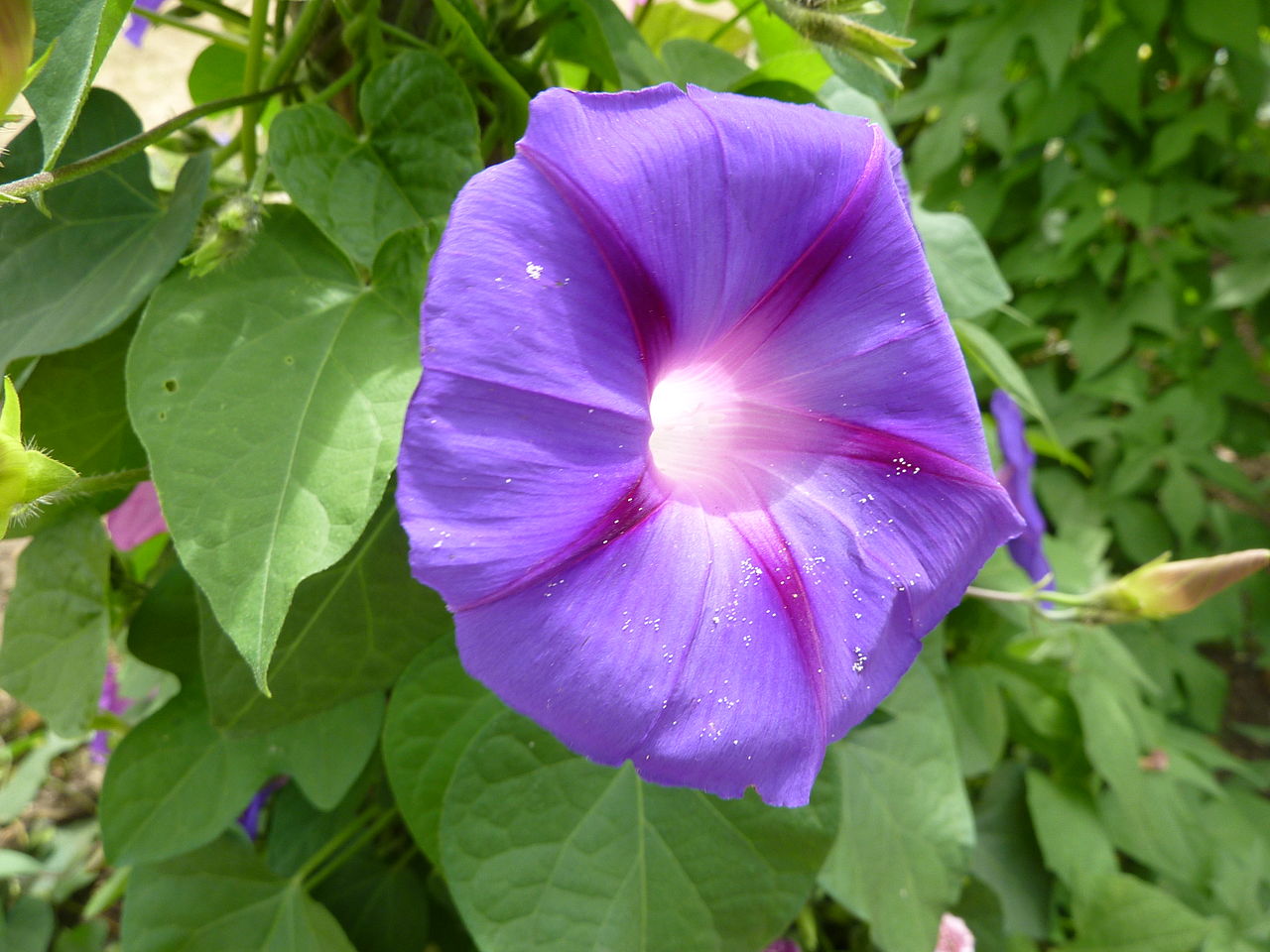 Vista de la Ipomoea purpurea