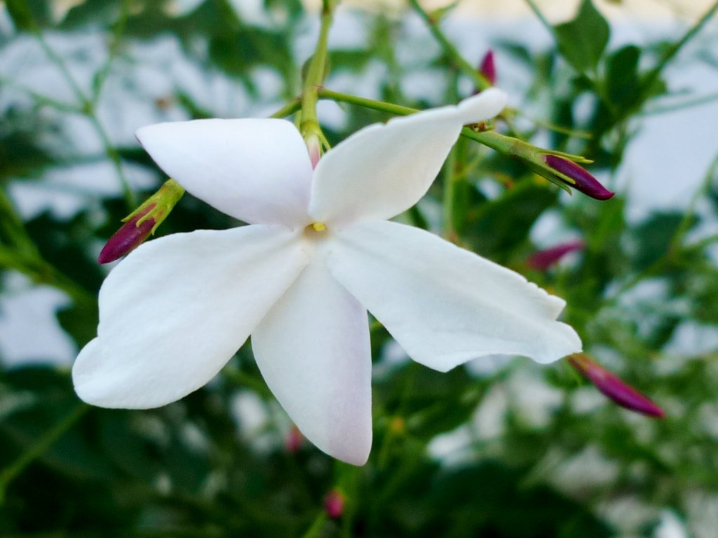 El Jasminum grandiflorum tiene flores blancas