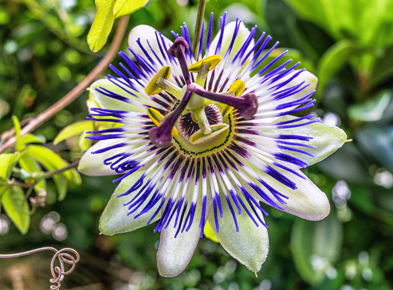 La Passiflora es una trepadora de hoja perenne