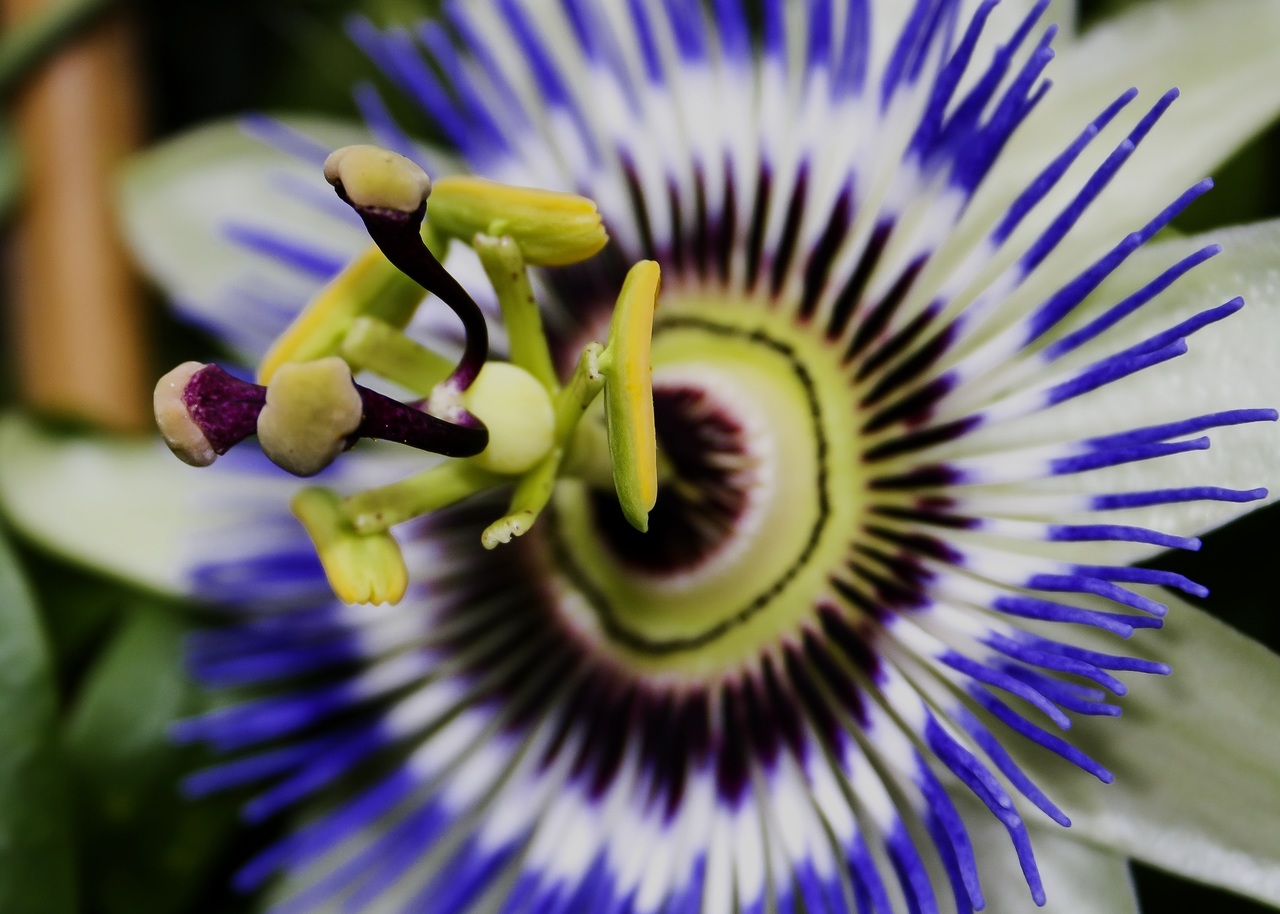 Vista de la passiflora