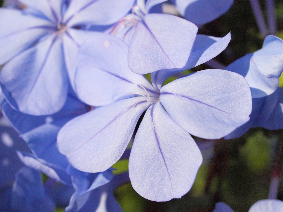 El plumbago es un arbusto trepador