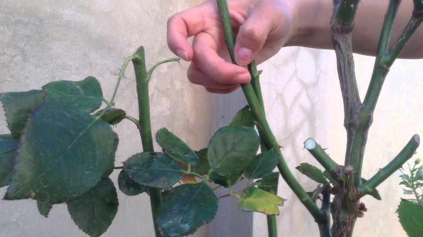 guía para la poda de las rosas trepadoras