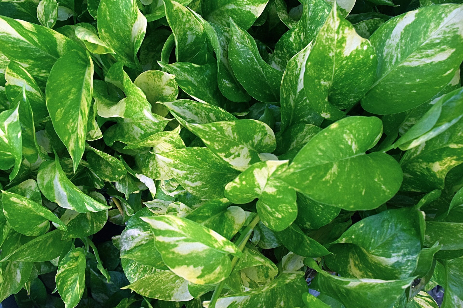 Poto (Epipremnum aureum): por qué su hoja no crece