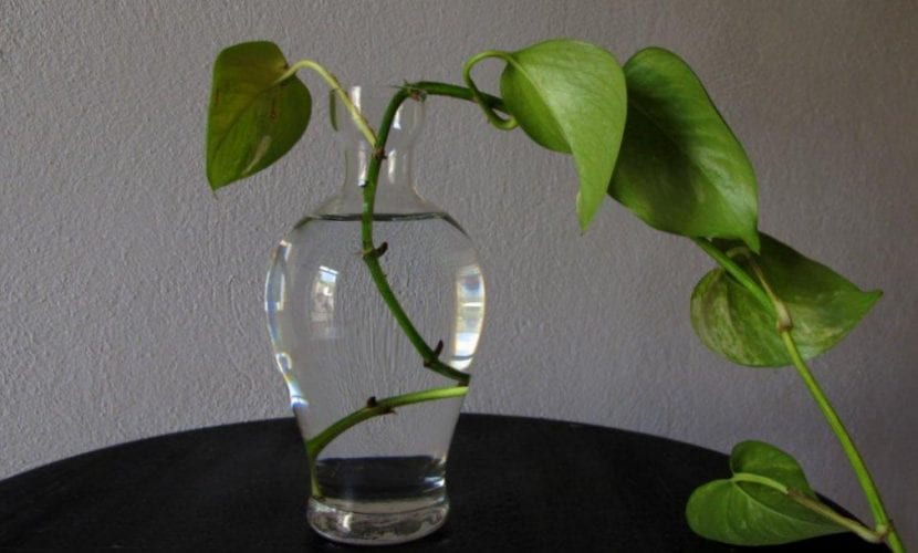 El poto se puede multiplicar por esquejes puestos en agua