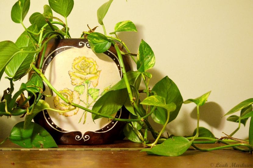 El poto es una planta de muy rápido crecimiento