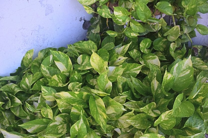 La planta de poto es muy decorativa