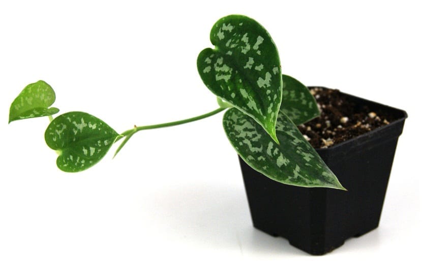 Scindapsus pictus: su plata no es variegación