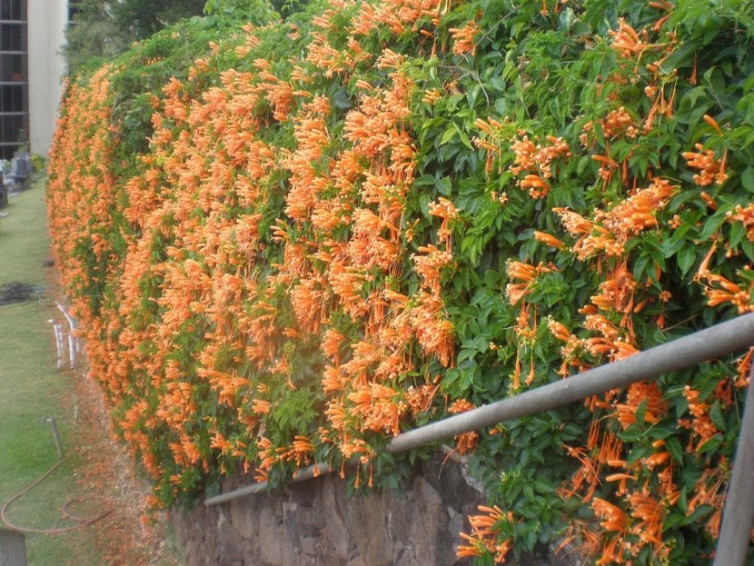 Pyrostegia venusta cubierta de racimos naranjas en invierno
