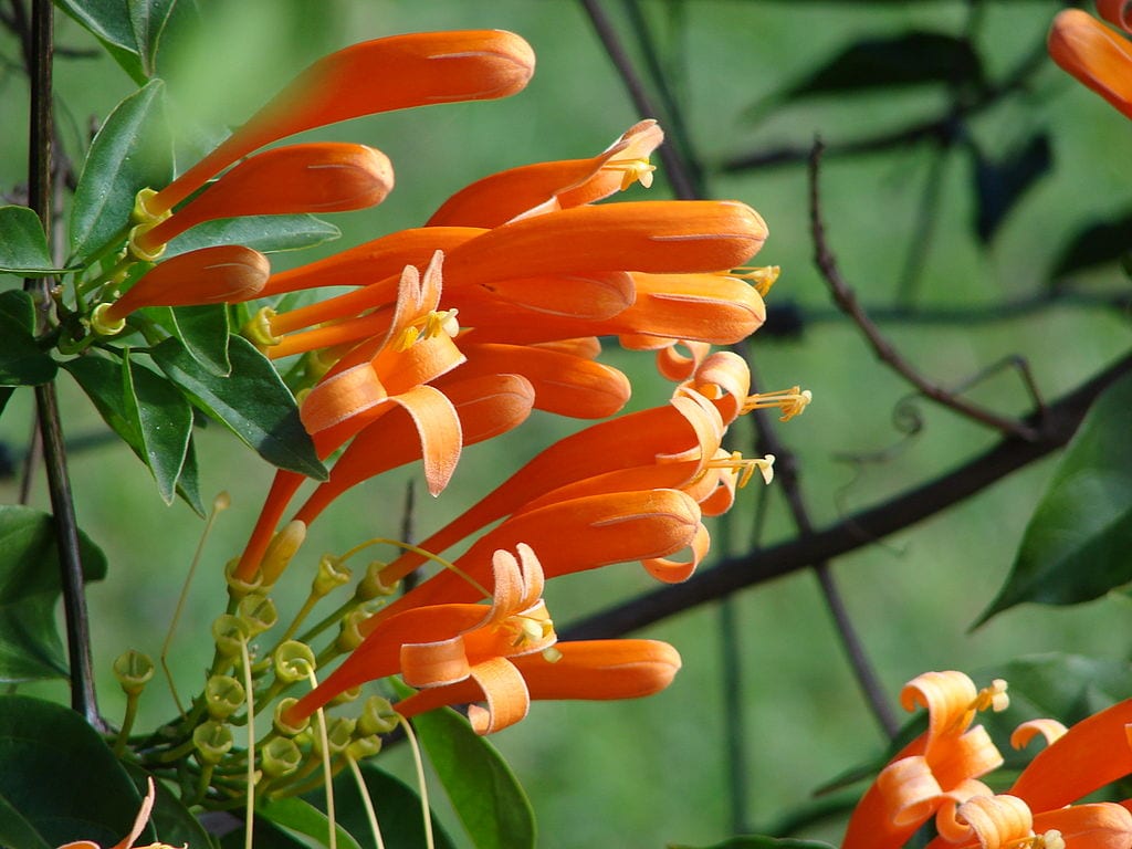 Pyrostegia venusta: la trepadora que florece en invierno