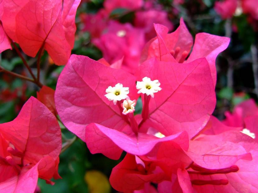 Bouganvillea