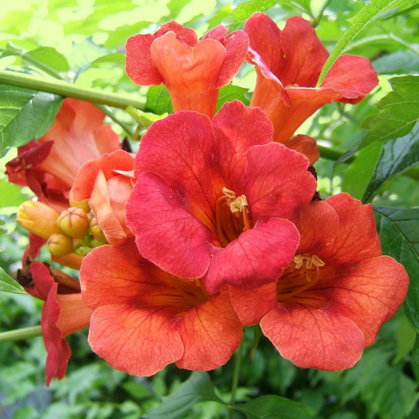 Campsis grandiflora