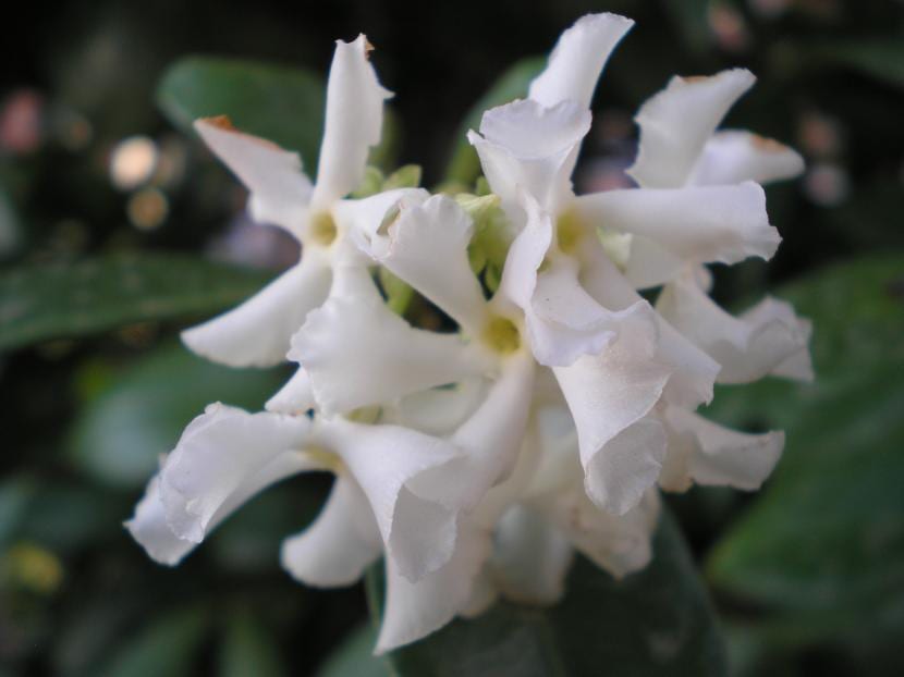 Trachelospermum jasminoides