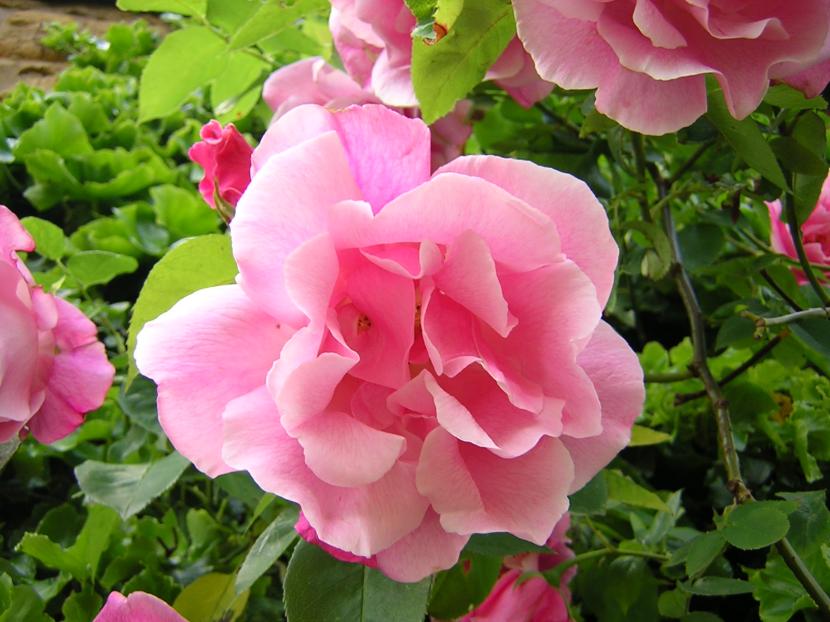 Rosal trepador