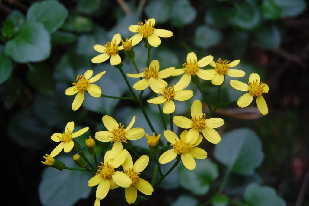 Las flores del Senecio angulatus son amarillas