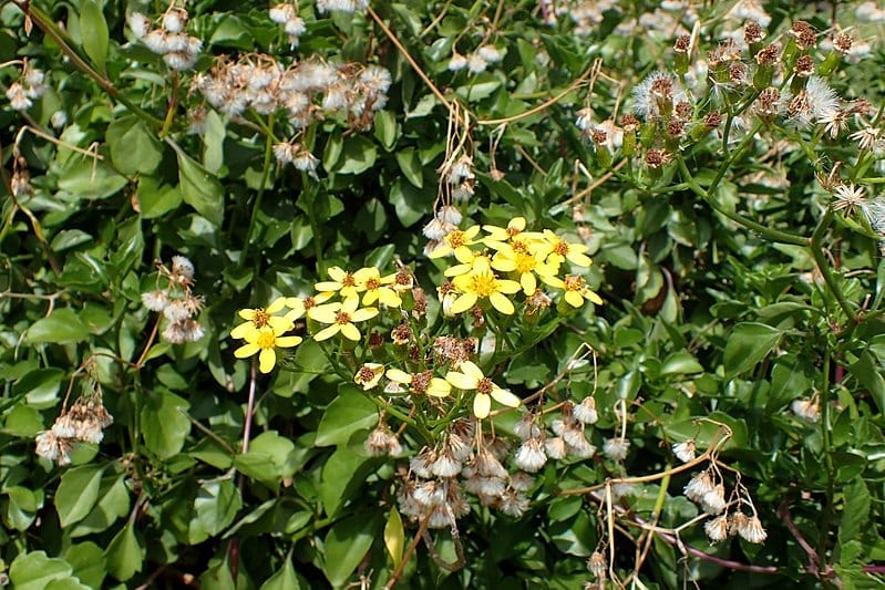 Planta de Senecio angulatus en hábitat