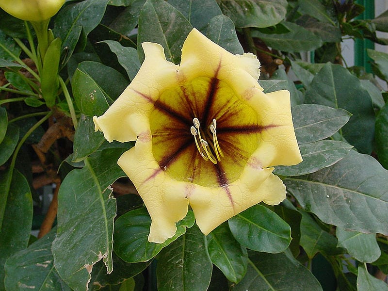 Solandra maxima o copa de oro: cultivo y toxicidad