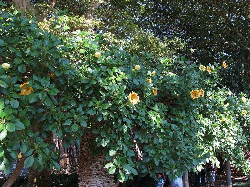 Planta de Solandra maxima