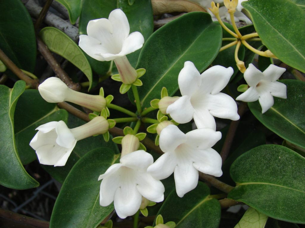 Stephanotis floribunda: la flor de novia y la liana
