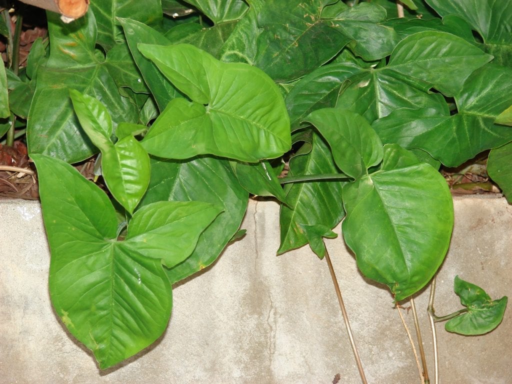 Vista de las hojas del Syngonium podophyllum