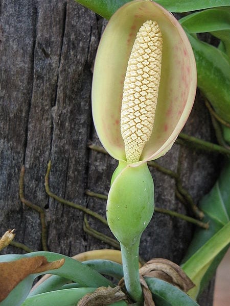 La flor del singonio es decorativa