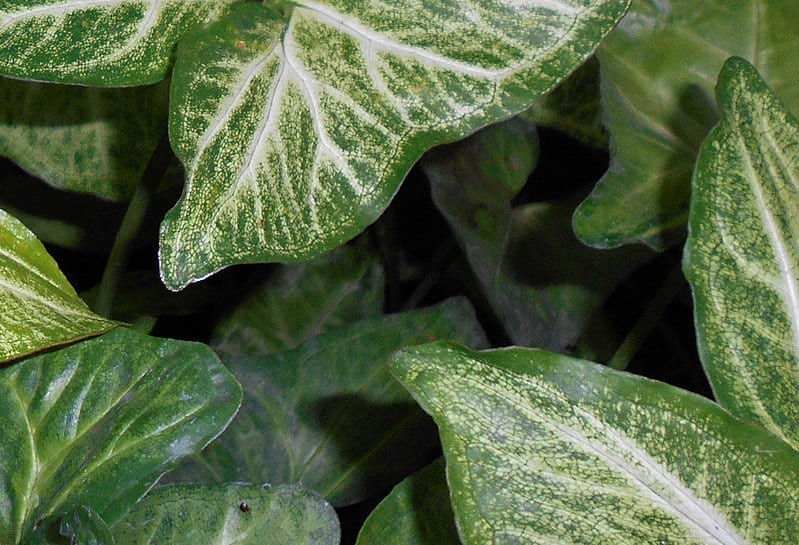 El Syngonium podophyllum es una planta muy decorativa