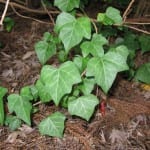 Joven ejemplar de Hedera rhombea