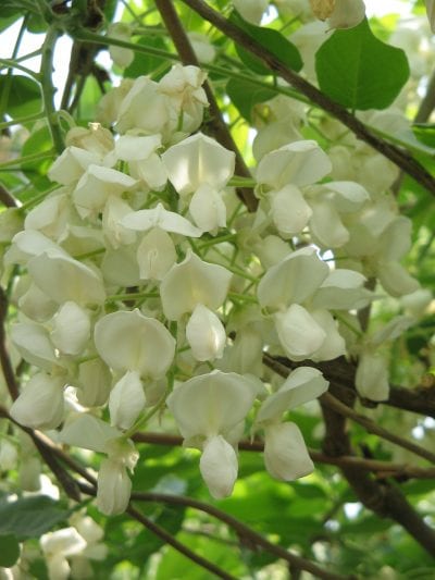 Wisteria sedosa