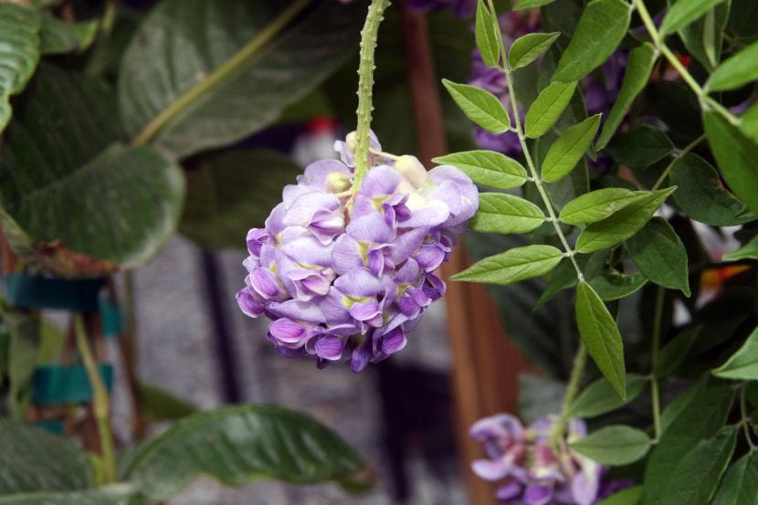 Wisteria frutescens