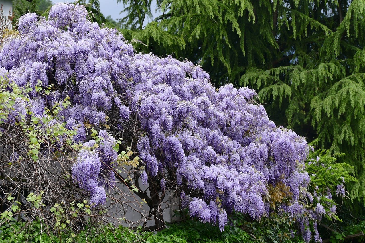 Tipos de wisteria: especies, cultivares y cuál comprar