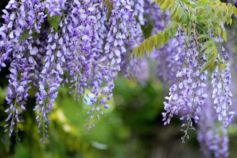 La glicinia es un arbusto trepador de flores colgantes
