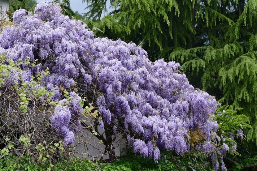 La Wisteria es un arbusto que ocupa un buen espacio