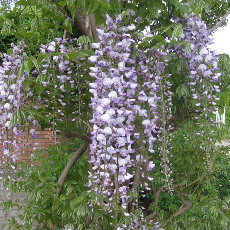 Planta de Wisteria x formosa