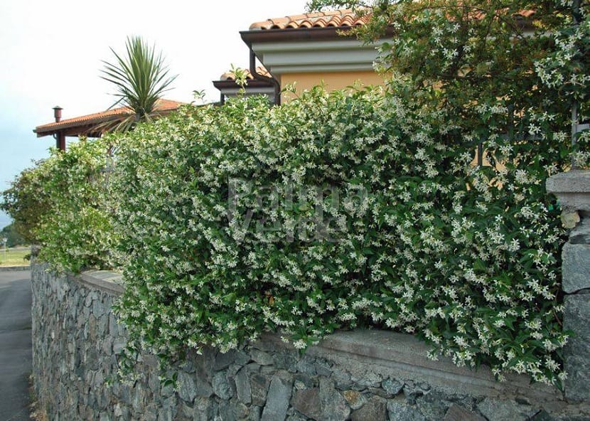 Características del Trachelospermum jasminoides