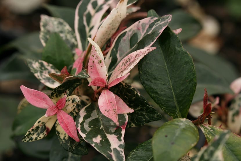 Flores del Trachelospermum jasminoides