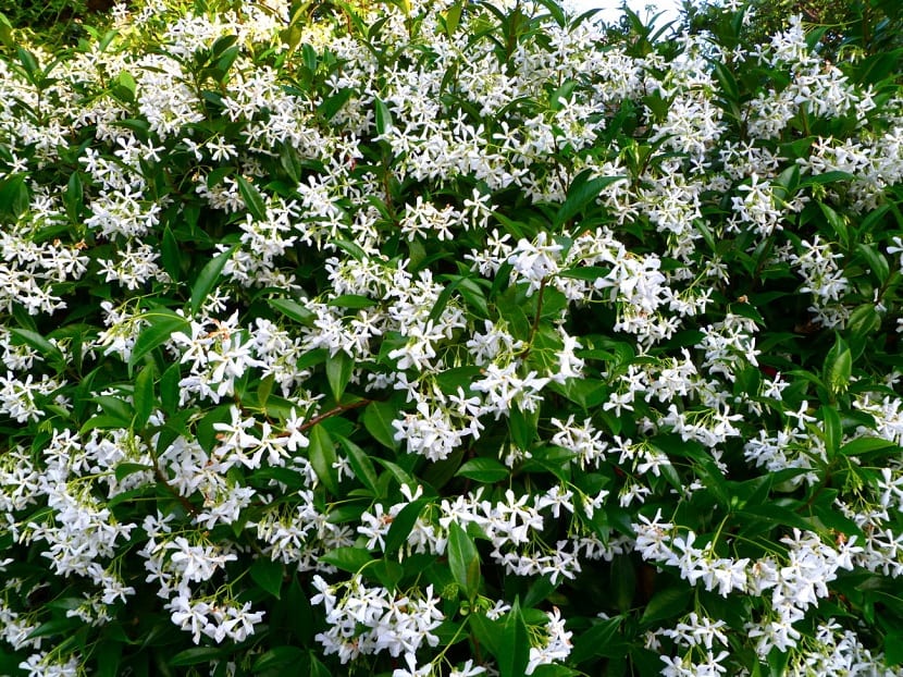 Trachelospermum jasminoides: el jazmín estrellado de muro