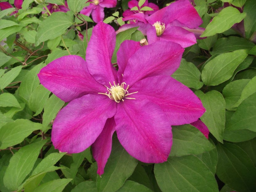 Clematis patens