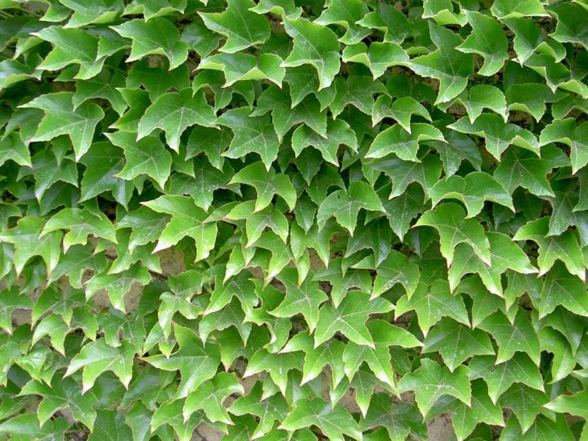 Parthenocissus tricuspidata