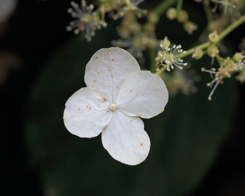 Flor de la Hydrangea anomala 'Petiolaris'