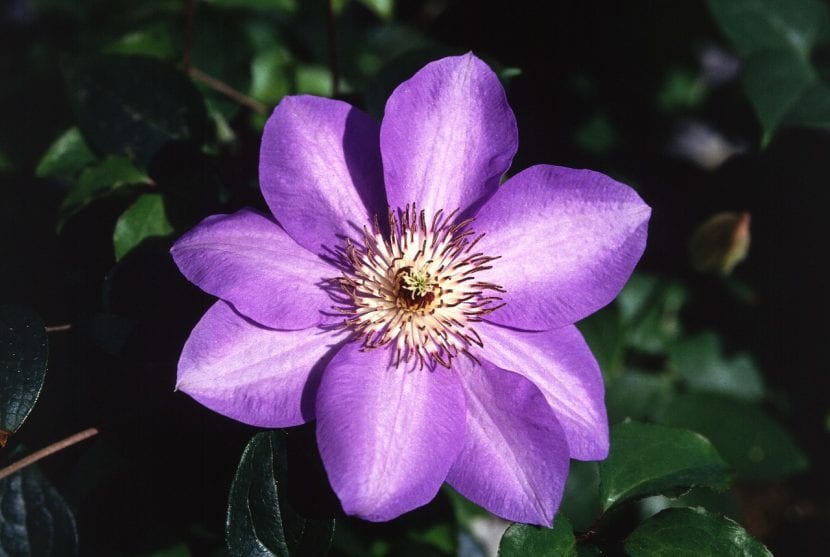 Clematis en flor