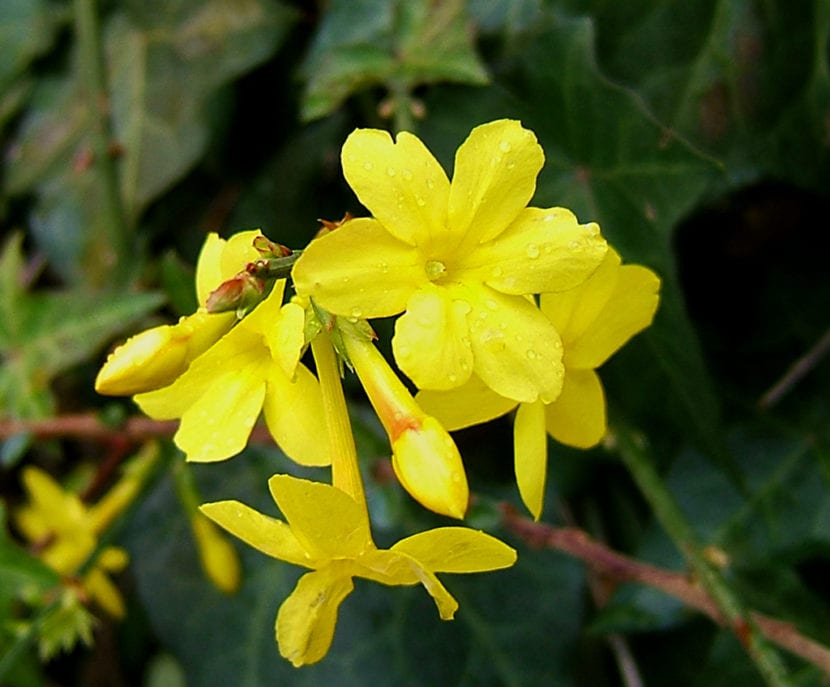 Flor de Jasminum nudiflorum