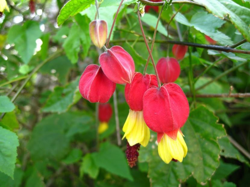 Abutilon megapotamicum en flor