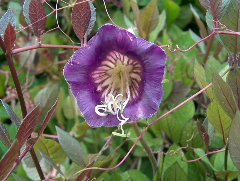 Cobaea scandens en flor