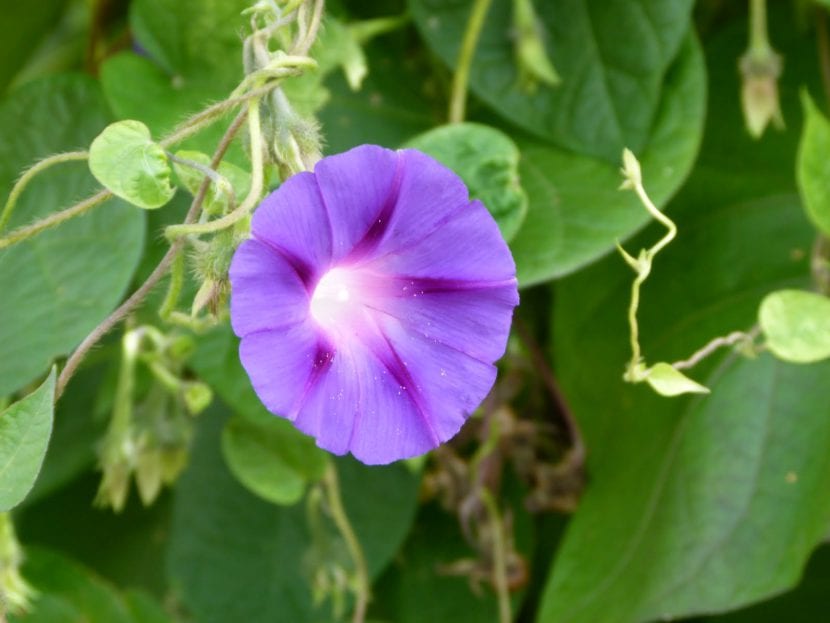 Ipomea convolvulus en flor