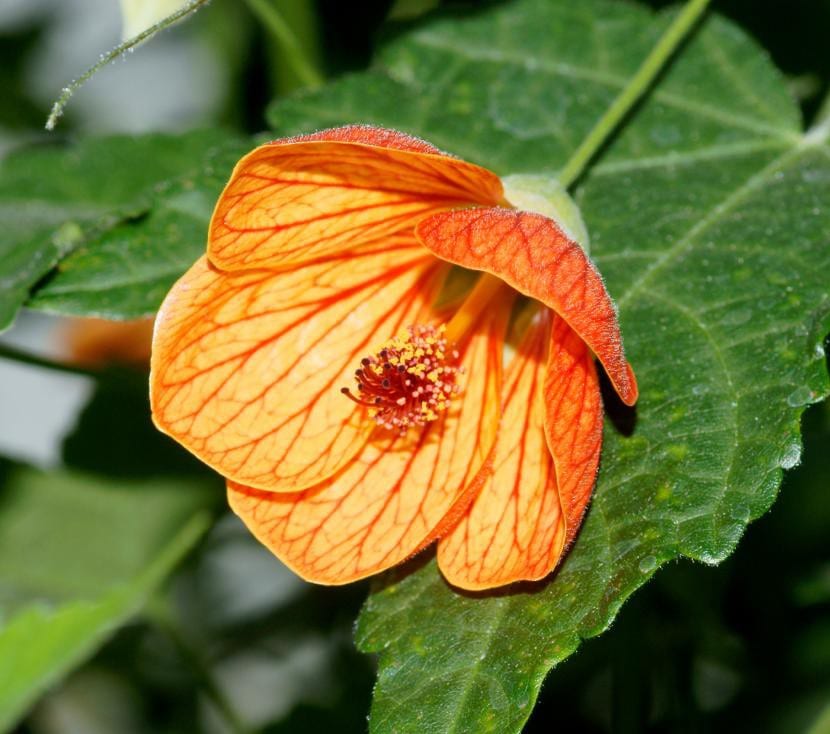 Abutilon pictum en flor